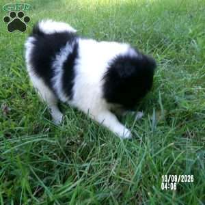 Sierra, Pomeranian Puppy